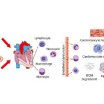 Inflammation in heart failure