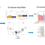 extracellular-vesicle-micrornas-ami-diagnostic-biomarkers.jpg