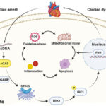 Cyclic GMP-AMP synthase
