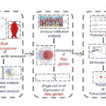 Identification of BTC and KLF15 in Vascular Smooth Muscle Cells as Key Biomarkers for Abdominal Aortic Aneurysm via Machine Learning and In Vitro Experiments