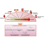 Cardiovascular research